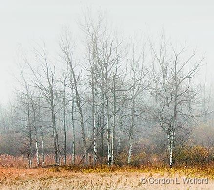 Trees In Fog_09776.jpg - Photographed near Carleton Place, Ontario, Canada.